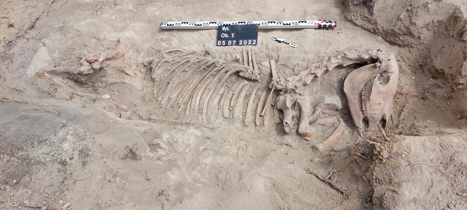 szkielet konia odnaleziony pod ziemią